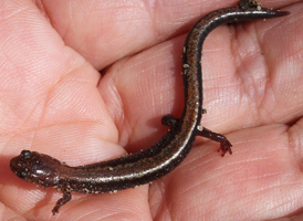 Red-backed Salamander